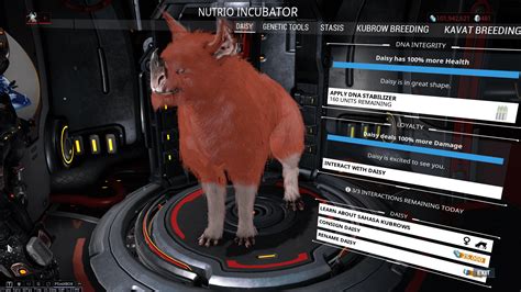 omega bulky kubrow